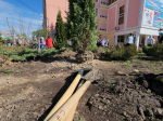 Высаженные на субботнике деревца туи будут радовать учеников лобненской школы №9