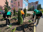 Высаженные на субботнике деревца туи будут радовать учеников лобненской школы №9